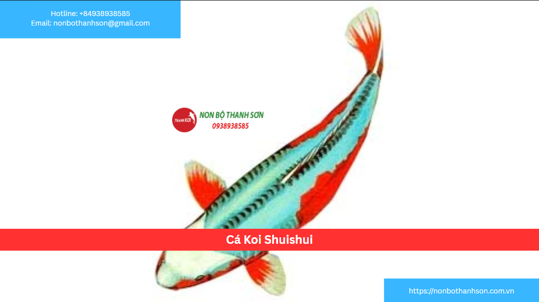 Cá Koi Shusui: "Chiến Binh Áo Giáp" – Vẻ Đẹp Lai Tạo Đầy Lịch Sử