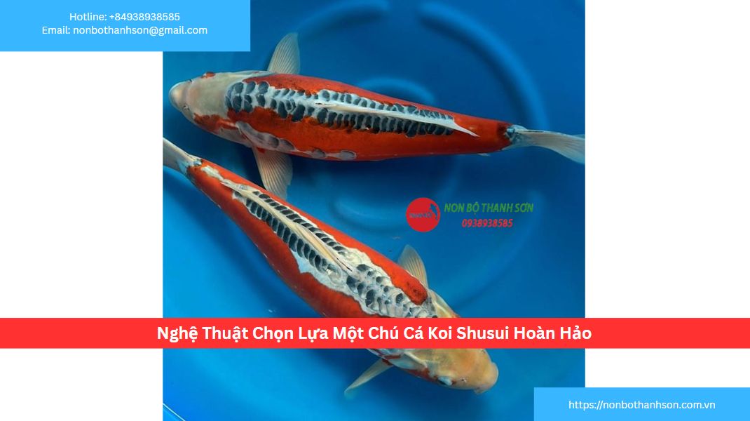 Nghệ Thuật Chọn Lựa Một Chú Cá Koi Shusui Hoàn Hảo