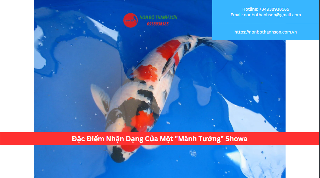 Đặc Điểm Nhận Dạng Của Một "Mãnh Tướng" Showa