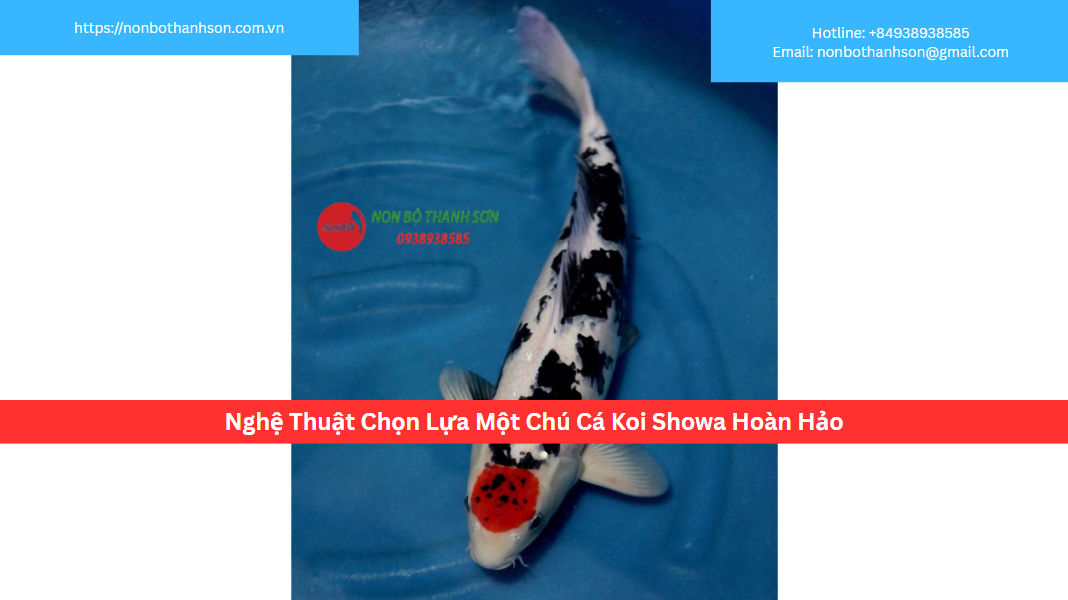 Nghệ Thuật Chọn Lựa Một Chú Cá Koi Showa Hoàn Hảo
