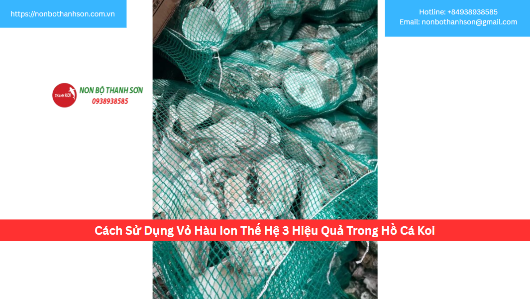 Cách Sử Dụng Vỏ Hàu Ion Thế Hệ 3 Hiệu Quả Trong Hồ Cá Koi