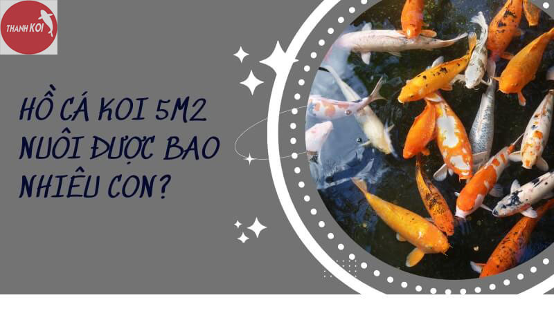 Xây hồ cá koi 5m2 có thể nuôi được bao nhiêu con ?