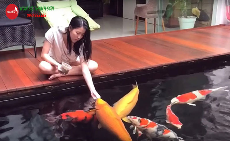 Làm Sao Để Cá Koi Hết Nhát: Bí Quyết Từ Chuyên Gia