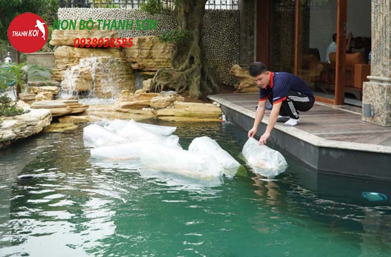 Thả cá koi