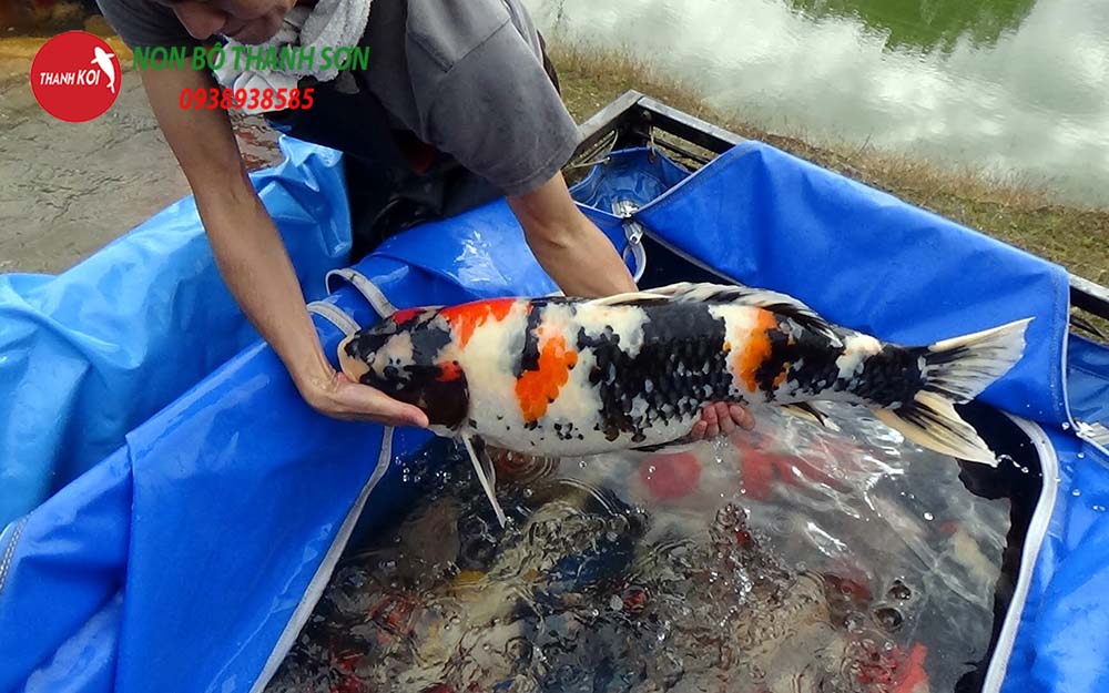 Thả cá koi