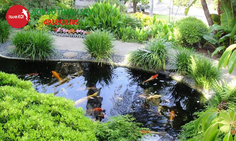 Thiết Kế Hồ Cá Koi: Hành Trình Tạo Nên Một Tác Phẩm Nghệ Thuật Trong Sân Vườn