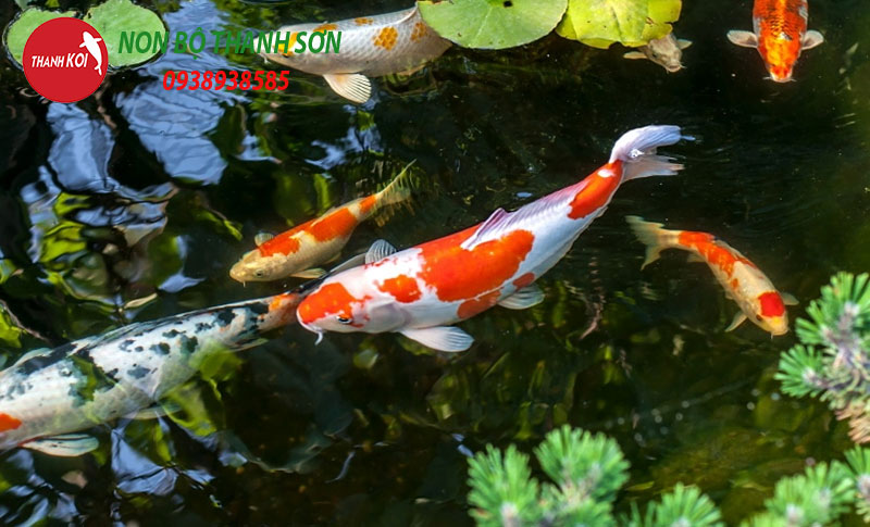 Thiết Kế Hồ Cá Koi: Hành Trình Tạo Nên Một Tác Phẩm Nghệ Thuật Trong Sân Vườn