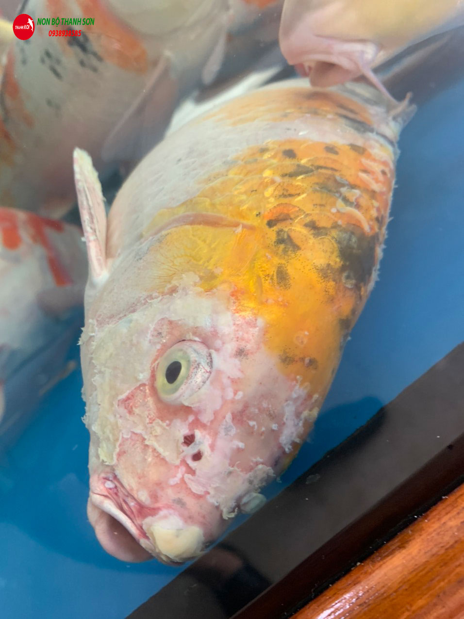Biểu hiện cá cảnh sắp chết