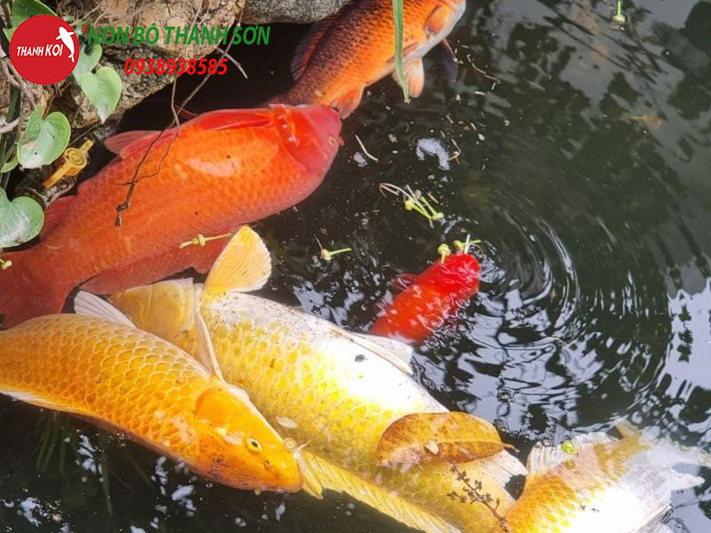 Cá Cạ Mình Vào Thành Bể: Nguyên Nhân và Cách Khắc Phục Hiệu Quả
