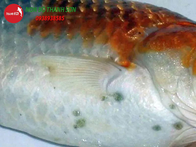 Cá Koi Bị Chấm Đen: Nguyên Nhân, Cách Xử Lý và Phòng Ngừa