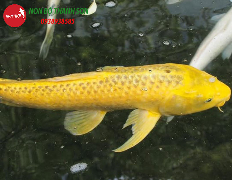 Cá Koi Bị Gầy: Nguyên Nhân, Cách Khắc Phục và Chăm Sóc Hiệu Quả