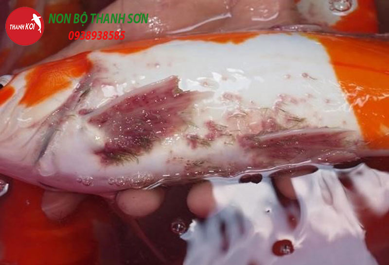 Cá Koi Bị Nấm Đỏ: Nguyên Nhân, Cách Nhận Biết và Điều Trị Hiệu Quả