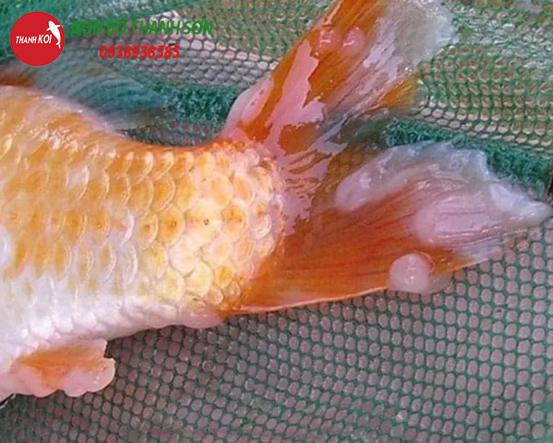Cá Koi Bị Nấm Trắng: Nguyên Nhân, Cách Phòng Ngừa và Điều Trị