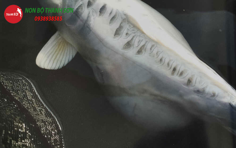 Cá Koi Bị Sưng Mình: Nguyên Nhân, Cách Phòng Ngừa và Điều Trị