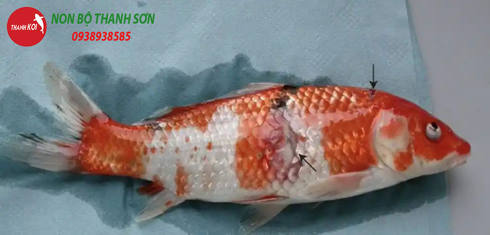 Cá Koi Bị Tróc Vảy: Nguyên Nhân, Cách Phòng Ngừa và Điều Trị