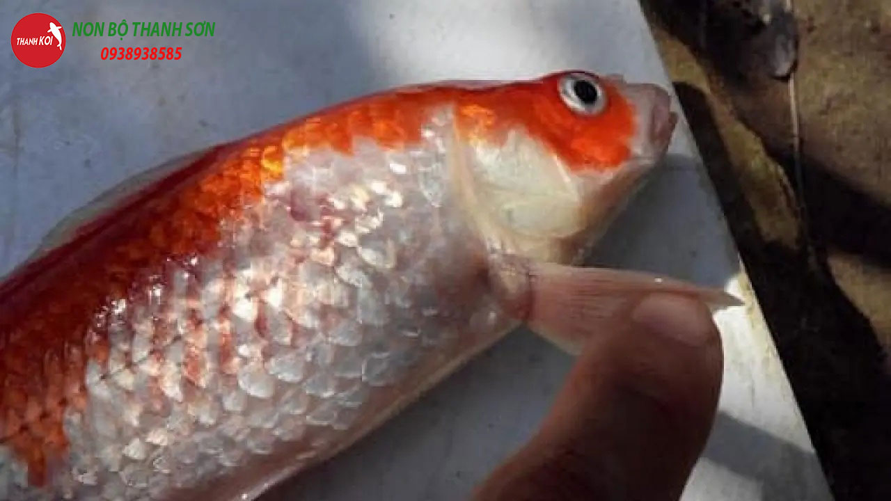 Cá Koi Chết Có Xui Không? Tìm Hiểu Ý Nghĩa Tâm Linh và Cách Xử Lý