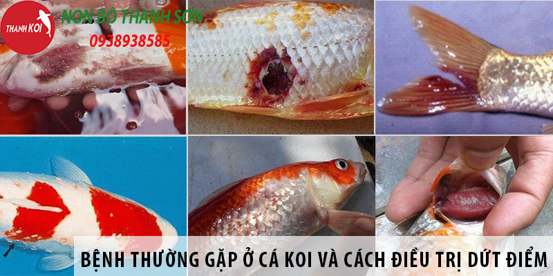 Cá koi thường bị bệnh gì?