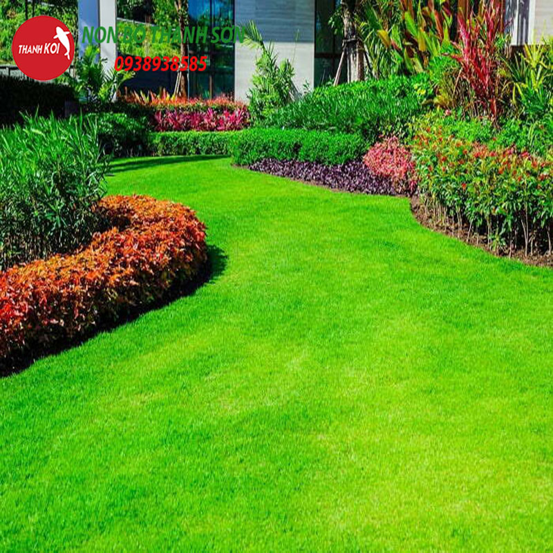 Các loại Cỏ Cảnh phổ biến và cách trồng cỏ sân vườn đẹp