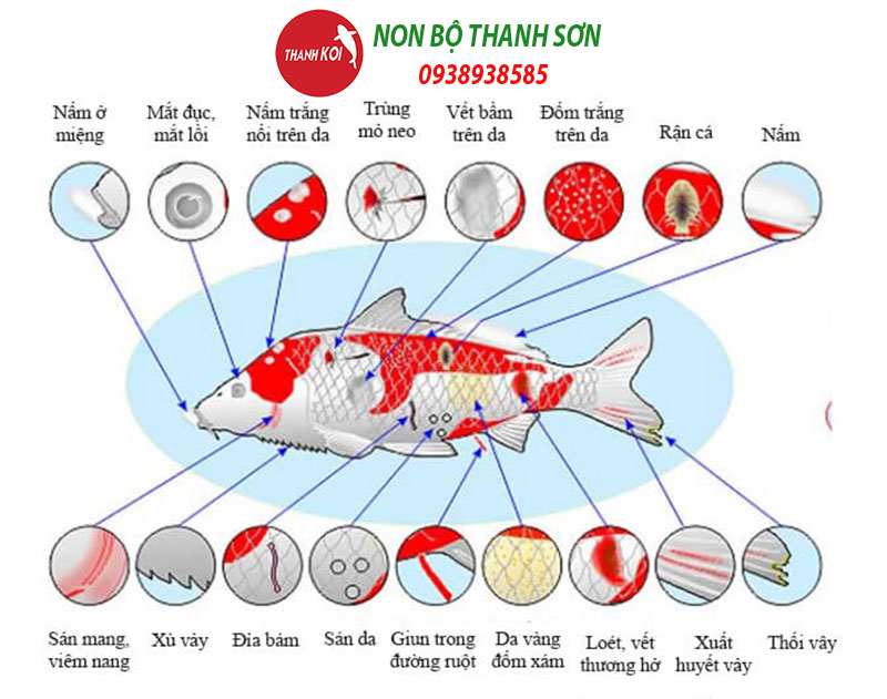 Cách Nhận Biết Cá Koi Bị Bệnh và Các Biện Pháp Xử Lý Hiệu Quả