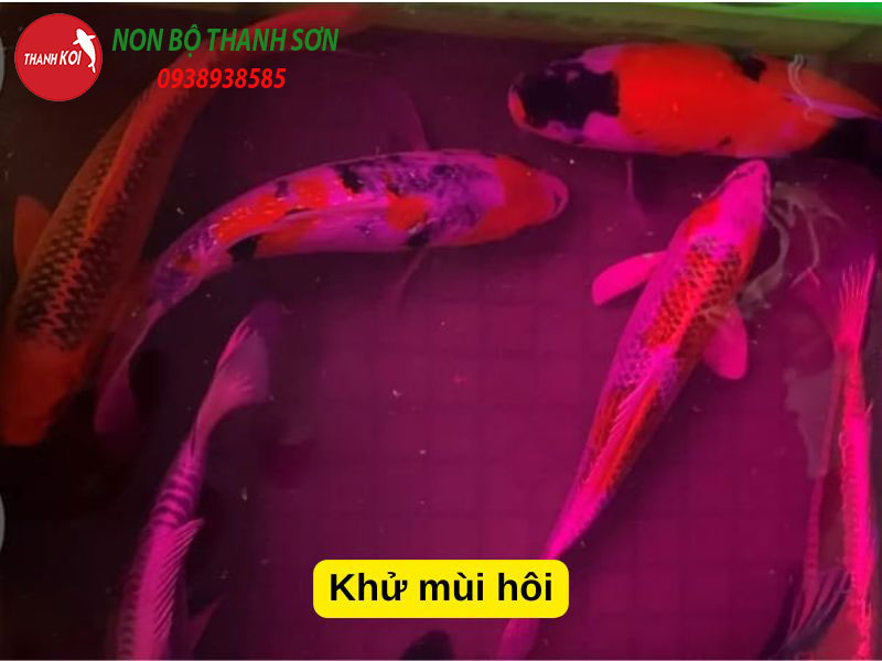 Ngâm Thuốc Tím Cho Cá Koi Bao Lâu? Hướng Dẫn Chi Tiết Cho Người Nuôi Cá
