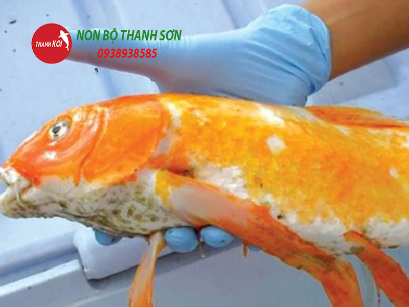 Tại sao cá bị nấm trắng? Nguyên nhân, cách phòng ngừa và điều trị hiệu quả