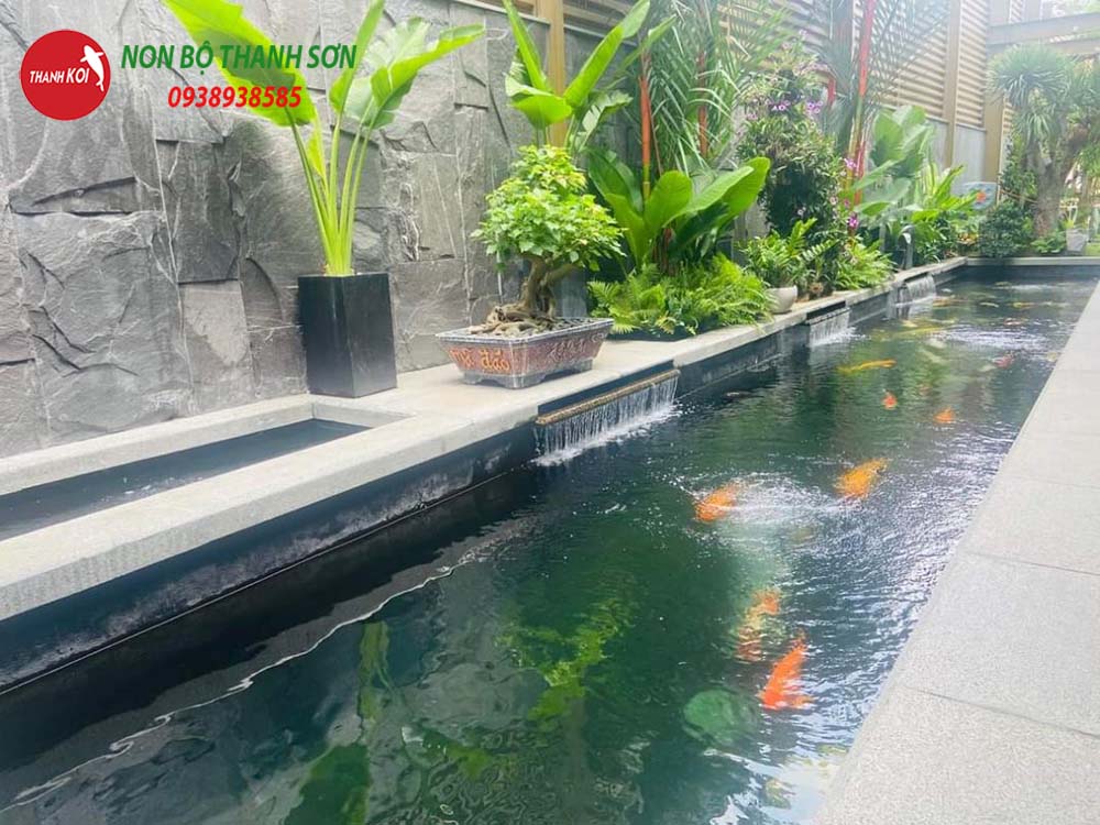 Thiết Kế Hồ Cá Koi: Hành Trình Tạo Nên Một Tác Phẩm Nghệ Thuật Trong Sân Vườn