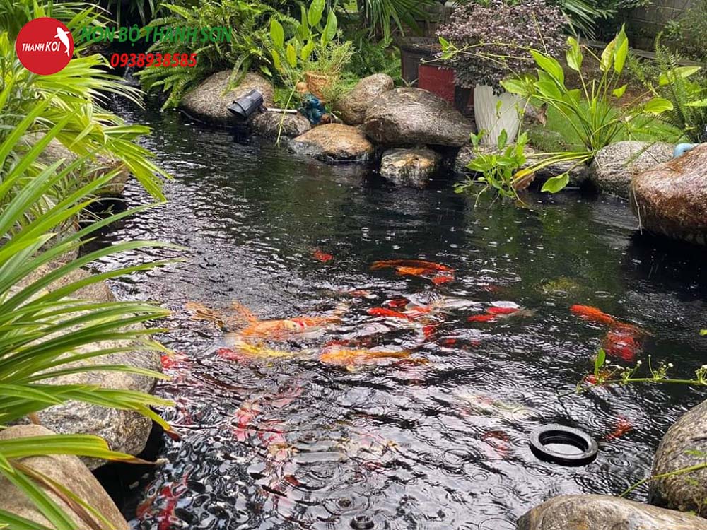 Thiết Kế Hồ Cá Koi: Hành Trình Tạo Nên Một Tác Phẩm Nghệ Thuật Trong Sân Vườn