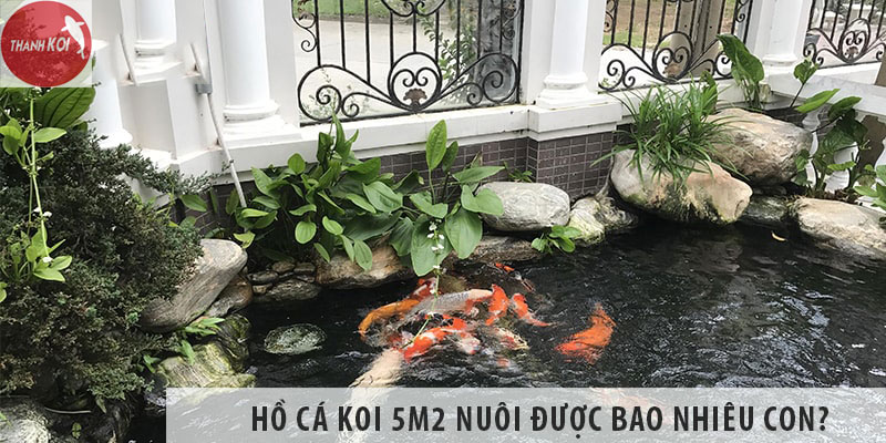 Xây hồ cá koi 5m2 có thể nuôi được bao nhiêu con ?