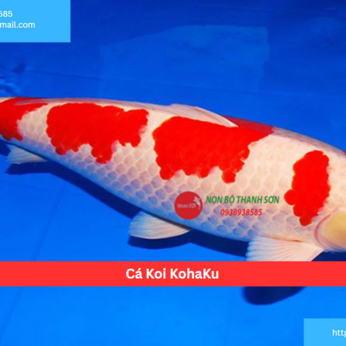 Cá Koi KohaKu