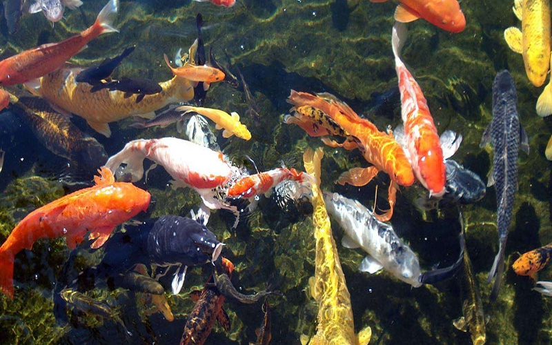 Bảng Báo Giá Bán Cá Koi: Hành Trình Tạo Nên Giá Trị Thẩm Mỹ và Phong Thủy