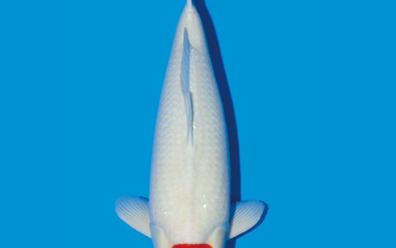 [Dainichi] Kohaku size 17-22cm (kiện 30pcs)