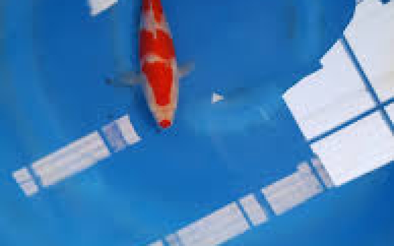 [Kondo HQ] Kohaku size 18-22cm (kiện 40pcs)