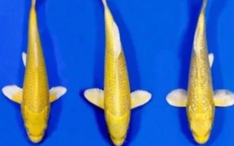 [Marudo] Yamabuki size 12-15cm (kiện 120pcs)