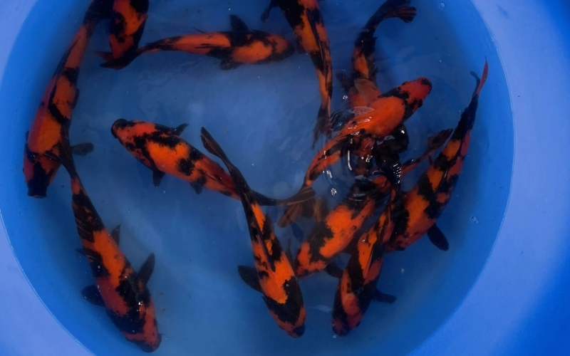 [Marusei] Hi Utsuri size 30-35cm 15pcs (kiện 1)