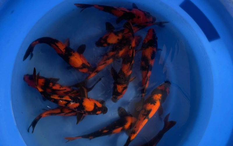 [Marusei] Hi Utsuri size 30-35cm 15pcs (kiện 2)