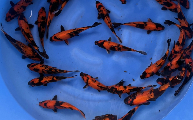 [Marushin] Hi Utsuri size 18-22cm 30pcs (kiện 2)