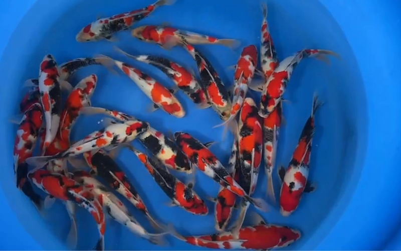 [Sekiguchi] Jumbo Tateshita size 30-38cm 24pcs (kiện 1)