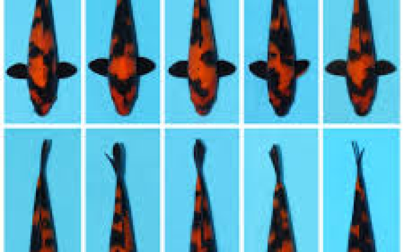 [Shinoda] Hi Utsuri size 15-18cm (kiện 40pcs)