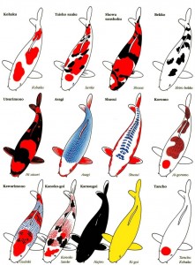 phân biệt màu sắc các loại cá koi