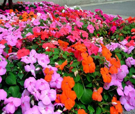 Top 6 loại hoa nở quanh năm đẹp trang trí cho sân vườn