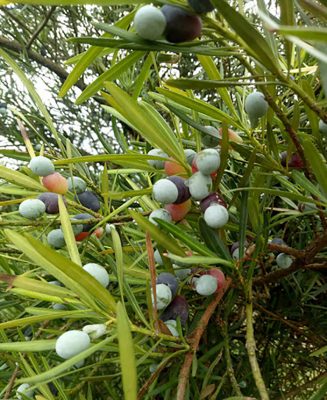 Cây tùng la hán | Loại cây đặc trưng của sân vườn Nhật
