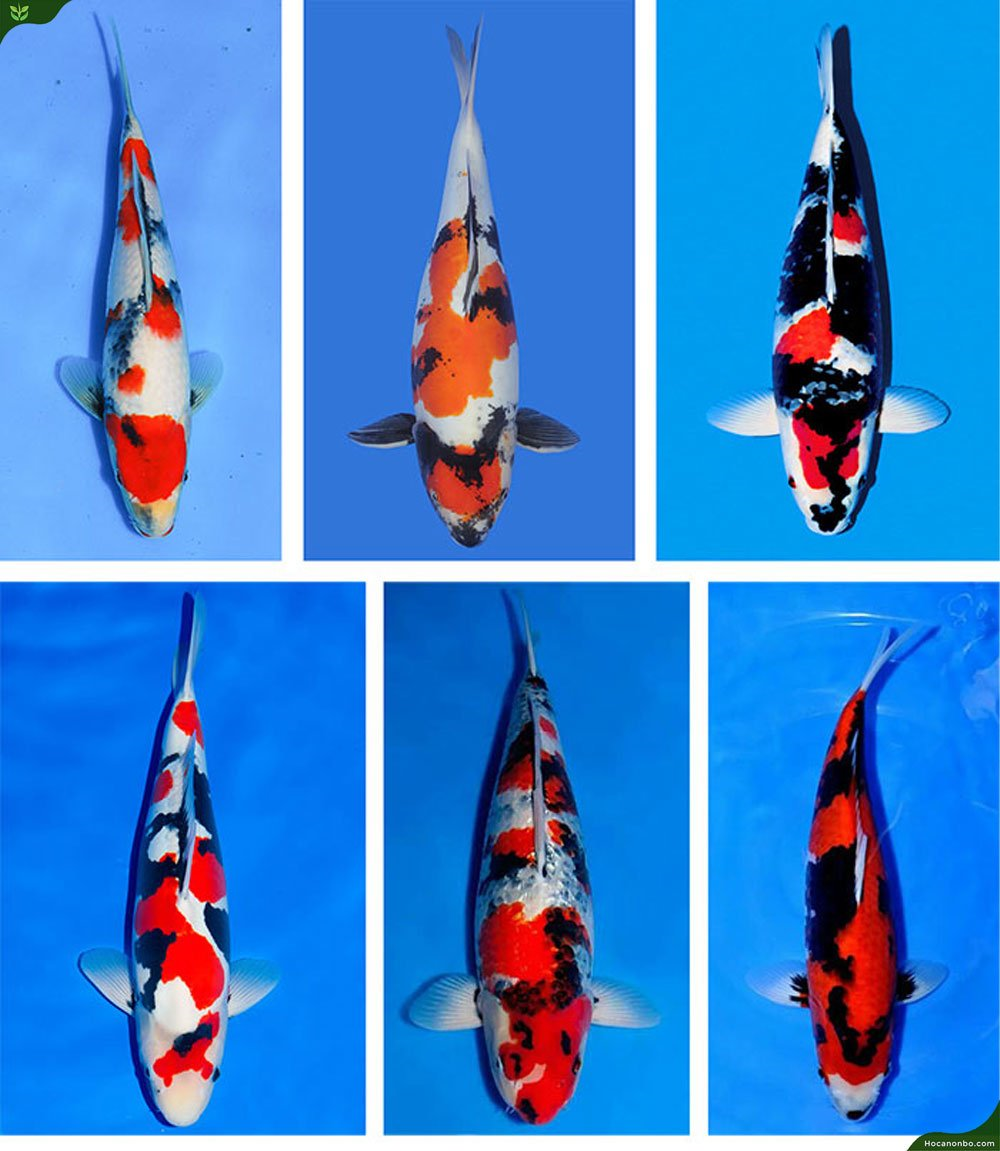 Cách phân biệt cá koi Nhật xịn với cá chép dỏm