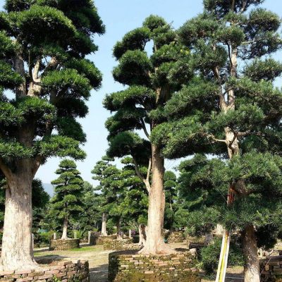 Cây tùng la hán | Loại cây đặc trưng của sân vườn Nhật