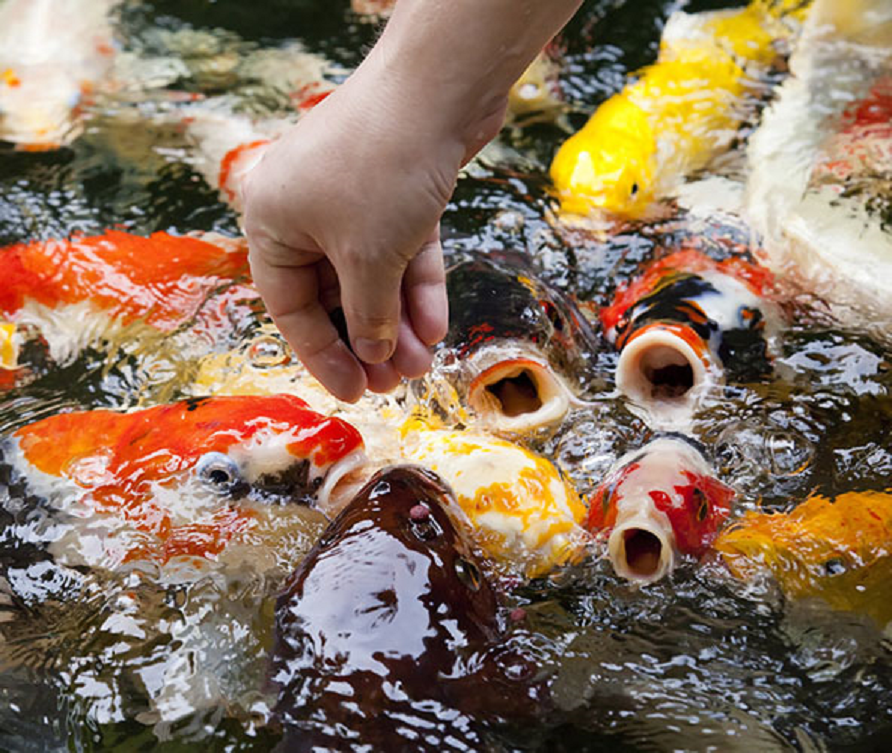 Cách phân biệt cá koi Nhật xịn với cá chép dỏm